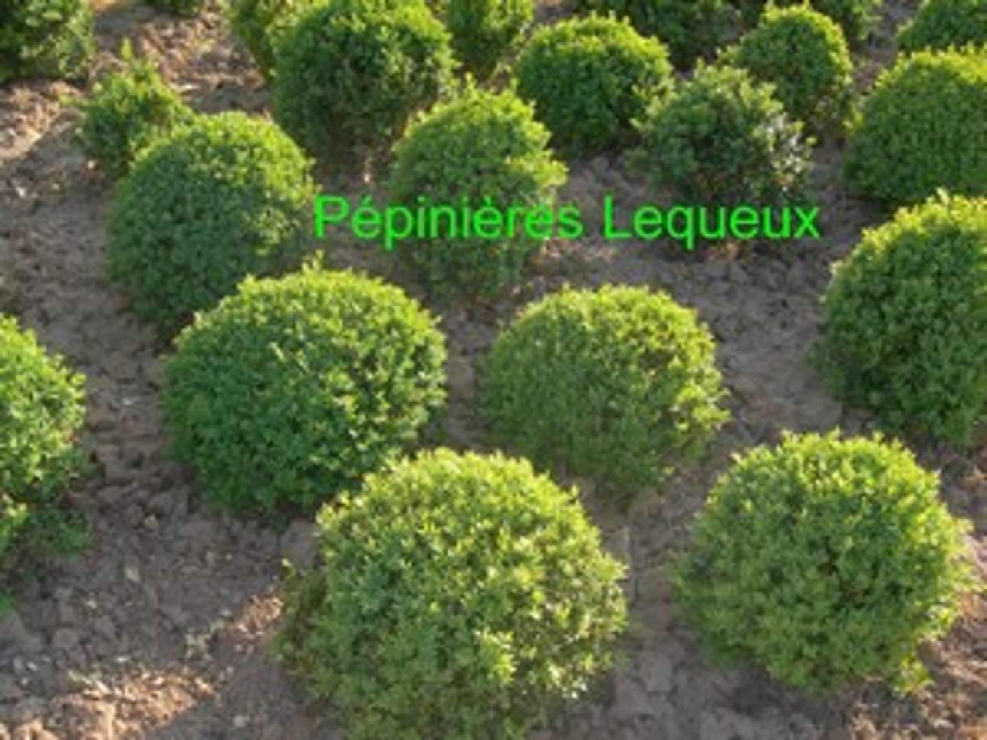 BUIS BOULE
